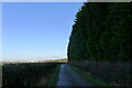 TL0195 : Tall conifer screen west of Apethorpe Hall by Tim Heaton