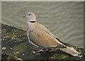 Collared dove, Wadebridge