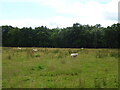 Sheep grazing towards Badger Beck Plantation