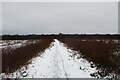 Track across Greenhead Moss