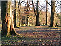 Petworth Park - Halfmoon Furze