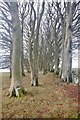 Beech strip, Jeaniefield