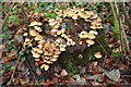 Fungi, Blackmoor Copse