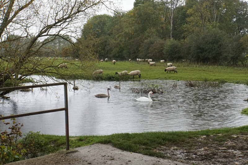 Swans on the River Thame © Bill Boaden cc-by-sa/2.0 :: Geograph Britain ...