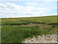 Cereal crop near Preston