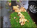 Honey Fungus (Armillaria mellea)