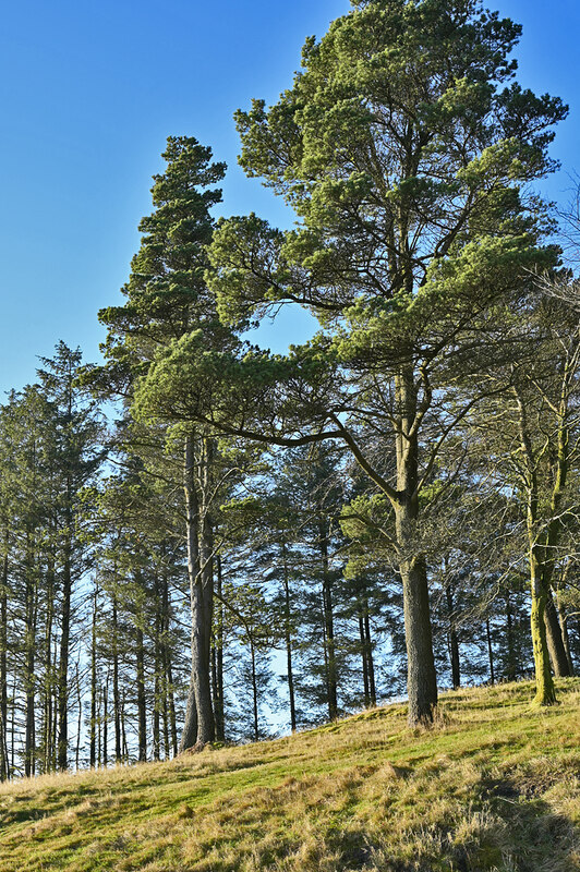 Pine trees at the Arch © Nigel Brown cc-by-sa/2.0 :: Geograph Britain ...