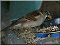 Pudsey Park: sparrow in the West Leeds Wildlife Visitor Centre