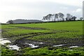 Wet arable farmland