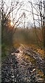 Low Winter Sun at Ellenbrook Brickworks