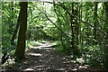 Footpath, Staffhurst Wood