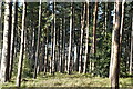 Conifers, West Stow Country Park