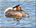 Guildford - Crested Grebe