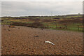 TG0943 : Dead seal pup at Weybourne by Hugh Venables