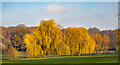 Autumn Colours in Oakhill Park