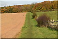 Footpath along field boundary