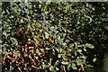 SP7378 : Sloe berries, at the edge of Scotland Wood by Christopher Hilton