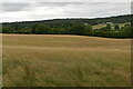 Meadow, Ashdown Forest