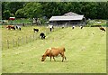 NZ0749 : Cattle on a smallholding by Robert Graham