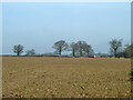 TL4605 : Field north of Rye Hill Road by Robin Webster