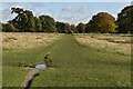 TQ1570 : Cobbler's Walk, Bushy Park by N Chadwick