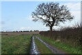 SU1636 : Tree beside track south of Down Barn by David Martin