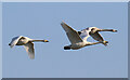 TL4885 : Whooper Swans near Oxlode by Hugh Venables