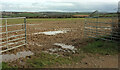 SW8058 : Field near Rosecliston Park by Derek Harper