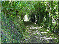 A green lane near Calstock