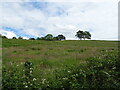 Hillside grazing, Rose Hill