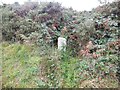 Old Boundary Marker on Treslea Downs