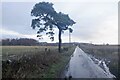 Road on Ancrum Common