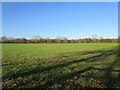 Grass field near Fallows End