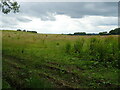 Grassland near Oldstead Grange