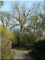 Tree by bend on Nether Street