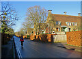 Beech hedges on Storey