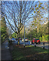 Madingley Road mistletoe