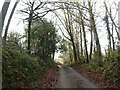 Trees vaulting over the road in Haynemoor Wood