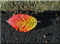SK3284 : Leaf in December by Neil Theasby