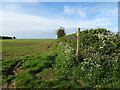 Footpath off Wandales Lane