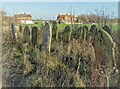 Unkempt section of Wildsworth Cemetery