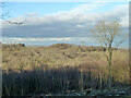 View north over Rounden Wood