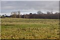 NT6141 : Wetland pasture, Morriston by Richard Webb