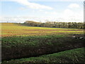 Cleaned out drain and autumn sown crop