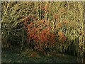 SK6340 : A spot of winter colour  1 by Alan Murray-Rust
