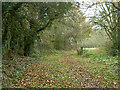 Path, Danbury Common