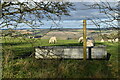 Water trough and sheep above South Down