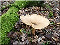 Toadstool, Little Baddow Heath nature reserve