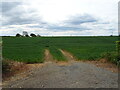 Cereal crop off Daffy Lane