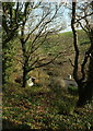 Hillside garden. Stoke Gabriel